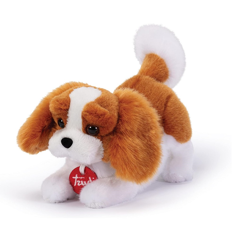 Cavalier King Marley taglia S